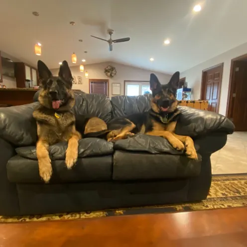 Two German Shepherds on couch